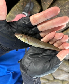 キスの釣果
