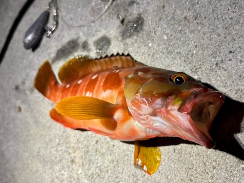 アカハタの釣果