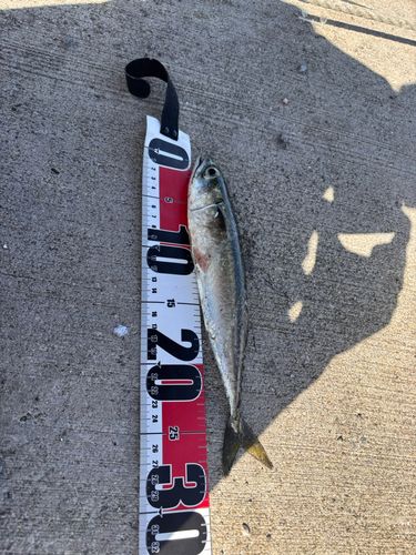 サバの釣果