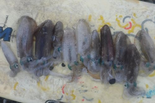 釣果