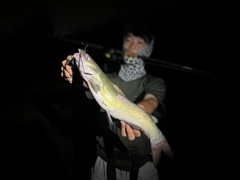 アメリカナマズの釣果