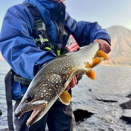 レイクトラウト