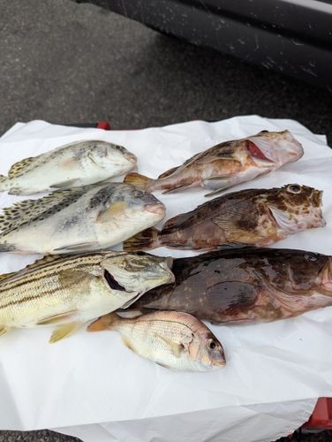 カサゴの釣果