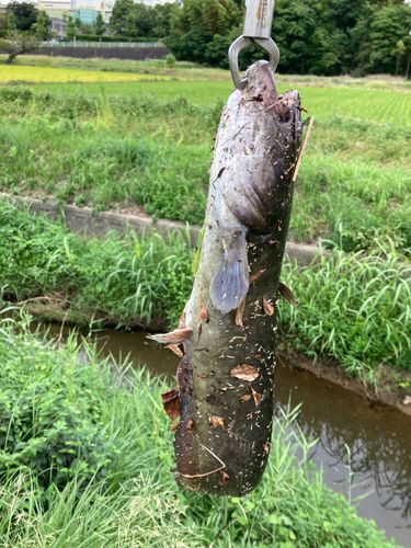 ナマズの釣果