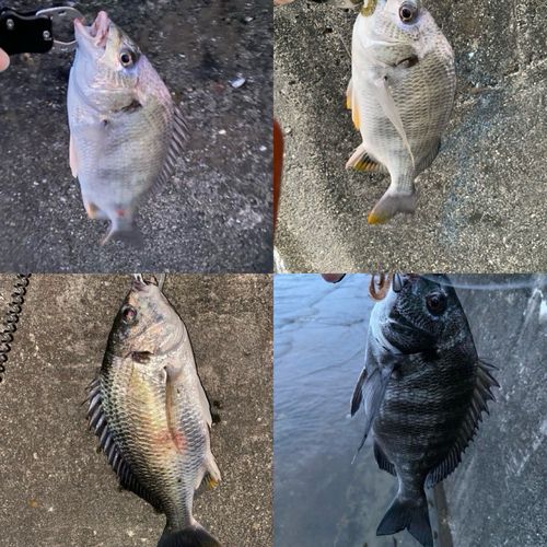 衣浦湾