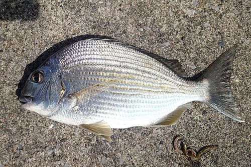 ヘダイの釣果