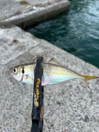 マアジの釣果