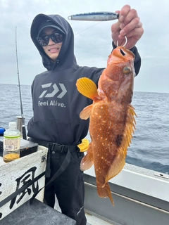 キジハタの釣果