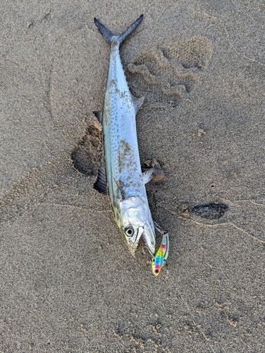 サゴシの釣果