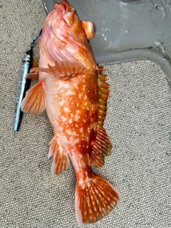 ユメカサゴの釣果