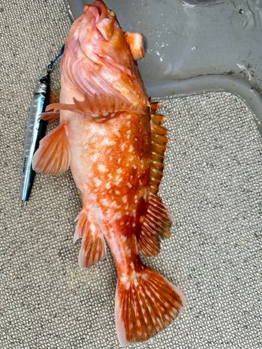 ユメカサゴの釣果