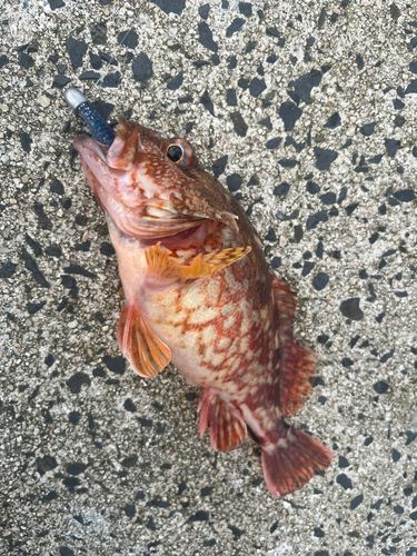 カサゴの釣果
