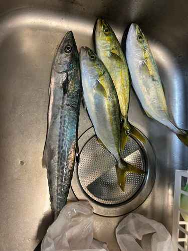 サゴシの釣果