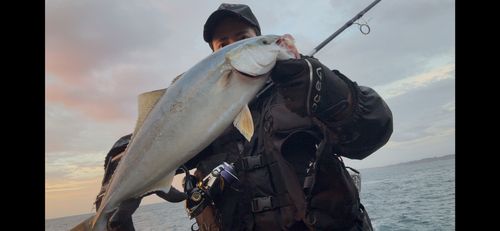 イナダの釣果
