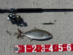 カンパチの釣果