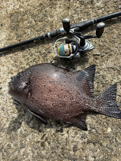 イシガキダイの釣果