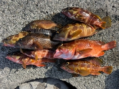 アカハタの釣果