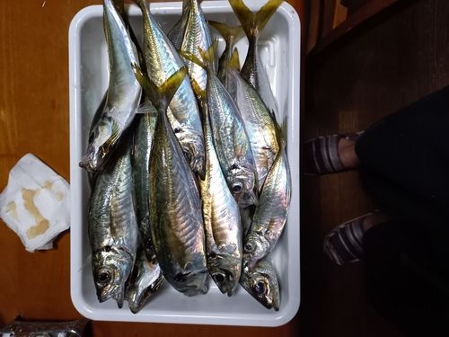 マアジの釣果