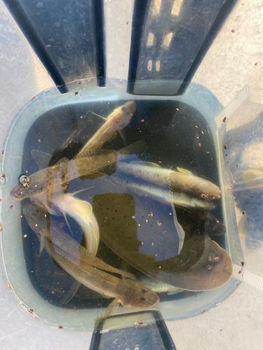 マハゼの釣果