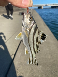 コトヒキの釣果