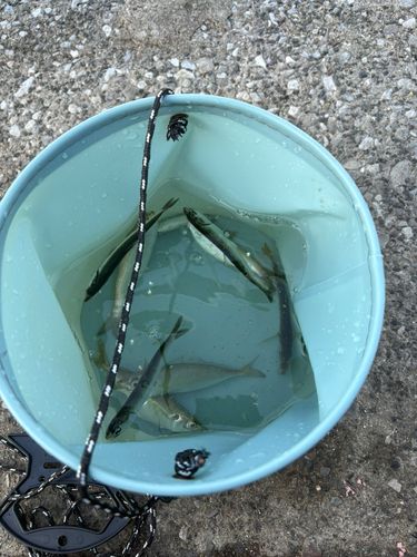 イワシの釣果