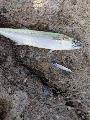サゴシの釣果