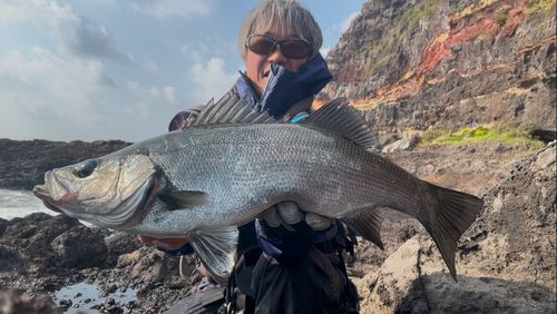 ヒラスズキの釣果
