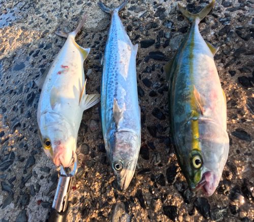 ネリゴの釣果