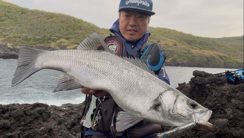 ヒラスズキの釣果