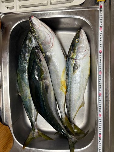 積丹半島沖