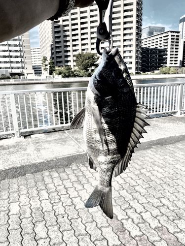豊洲運河