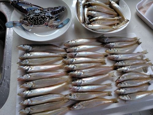 キスの釣果