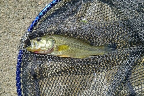 ラージマウスバスの釣果
