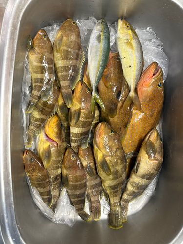アコウの釣果