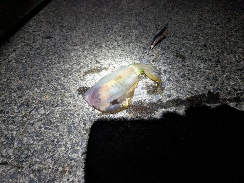 釣姫漁港