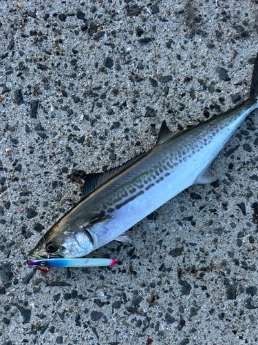サゴシの釣果