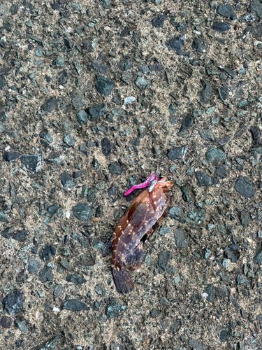 クロマグロの釣果