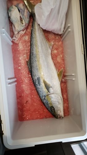 玄界灘