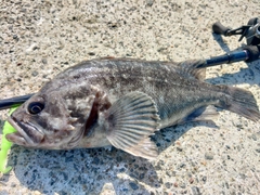 クロソイの釣果