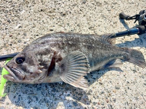 クロソイの釣果