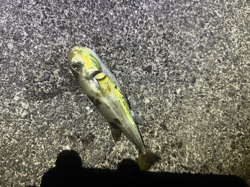 静岡県東部