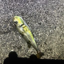 シロサバフグ