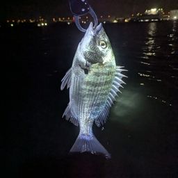クロダイ