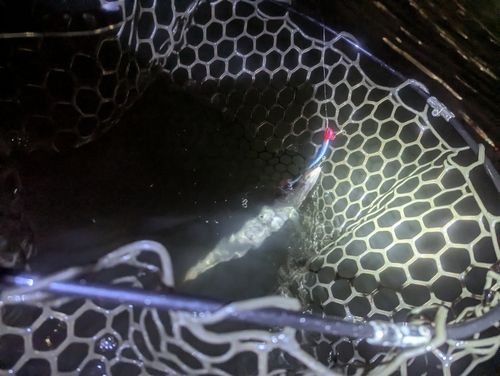 カマスの釣果