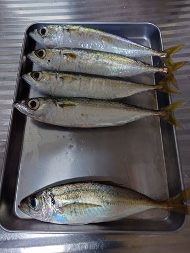 船川港