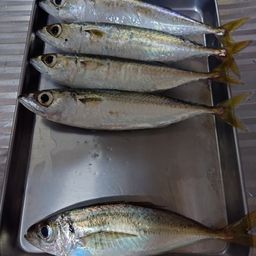 アジ