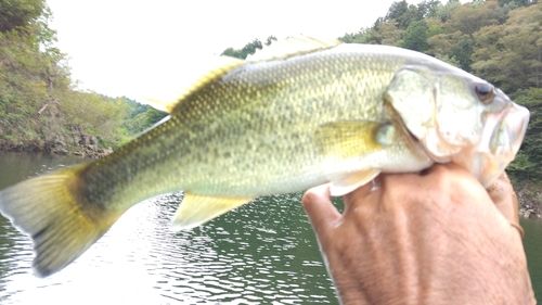 ラージマウスバスの釣果