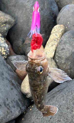 ガヤの釣果