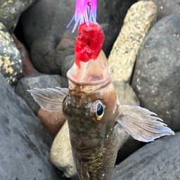 ガヤ