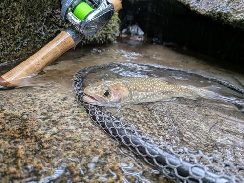 イワナの釣果